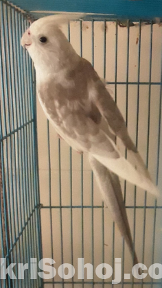 white face male cockatiel